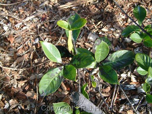 Sooty mould gardenia 